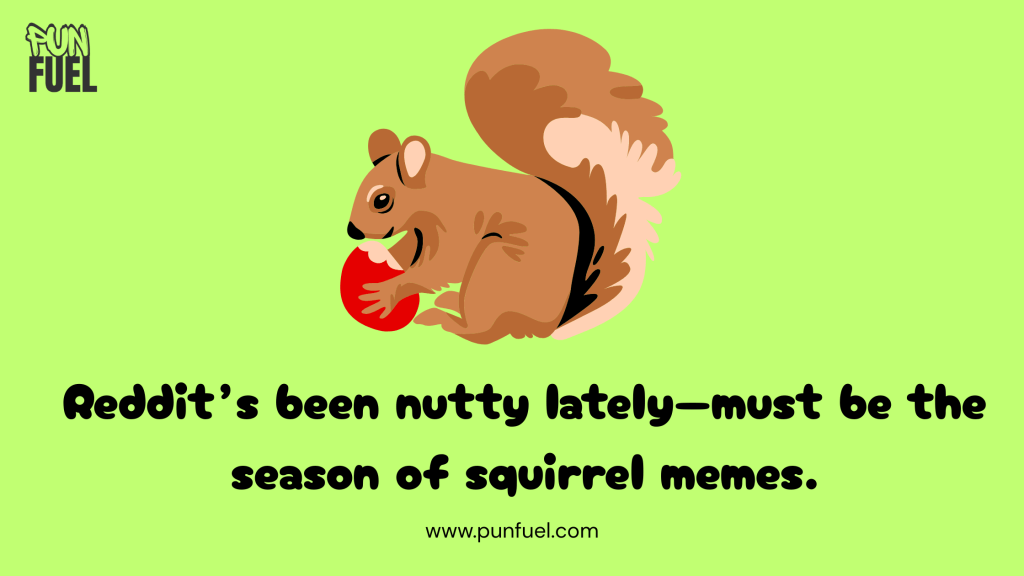 🐿️ Squirrel Puns For Reddit